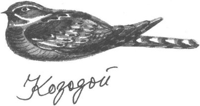 Иллюстрация к книге — Книга птиц Восточной Африки [i_035.jpg]