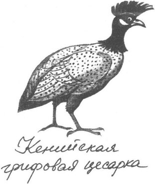 Иллюстрация к книге — Книга птиц Восточной Африки [i_036.jpg]