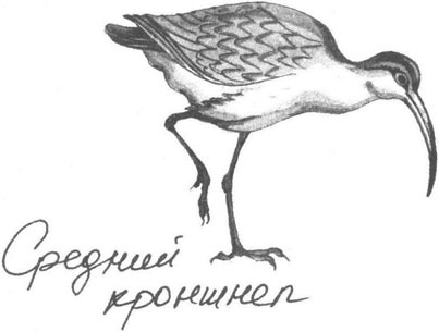 Иллюстрация к книге — Книга птиц Восточной Африки [i_039.jpg]