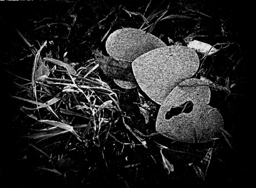 Иллюстрация к книге — Сказки Старого Вильнюса III [i_023.jpg]