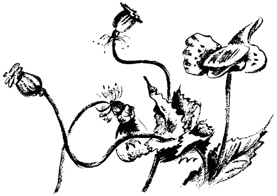 Иллюстрация к книге — Дела и ужасы Жени Осинкиной. Книга 2. Портрет неизвестной в белом [i_5.jpg]