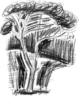 Иллюстрация к книге — С птицей на голове [i_016.jpg]