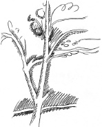 Иллюстрация к книге — С птицей на голове [i_021.jpg]