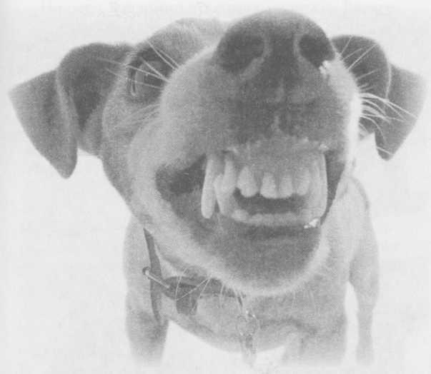 Иллюстрация к книге — Небесный огонь и другие рассказы [i_101.jpg]