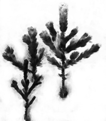 Иллюстрация к книге — Мост через канал Грибоедова [i_016.jpg]