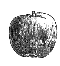 Иллюстрация к книге — Яблоко. Рассказы о людях из &quot;Багрового лепестка&quot; [i_002.jpg]