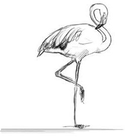 Иллюстрация к книге — О чем шептались фламинго [i_002.jpg]