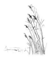 Иллюстрация к книге — О чем шептались фламинго [i_007.jpg]