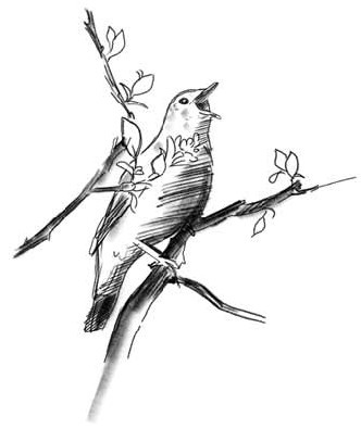 Иллюстрация к книге — О чем шептались фламинго [i_011.jpg]