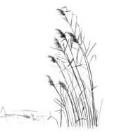 Иллюстрация к книге — О чем шептались фламинго [i_012.jpg]