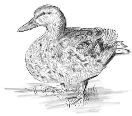 Иллюстрация к книге — О чем шептались фламинго [i_020.jpg]