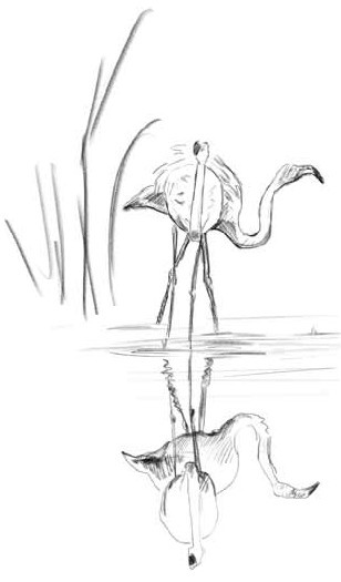 Иллюстрация к книге — О чем шептались фламинго [i_025.jpg]