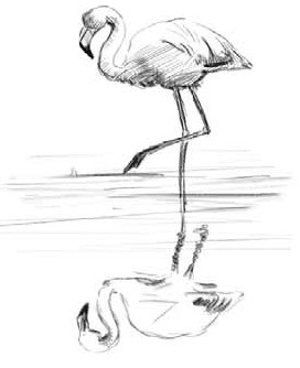 Иллюстрация к книге — О чем шептались фламинго [i_026.jpg]
