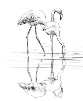 Иллюстрация к книге — О чем шептались фламинго [i_027.jpg]