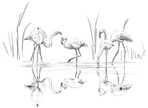 Иллюстрация к книге — О чем шептались фламинго [i_028.jpg]