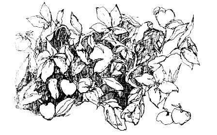 Иллюстрация к книге — Лечебный факультет, или Спасти лягушку [_16.jpg]