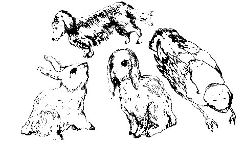 Иллюстрация к книге — Лечебный факультет, или Спасти лягушку [_22.jpg]