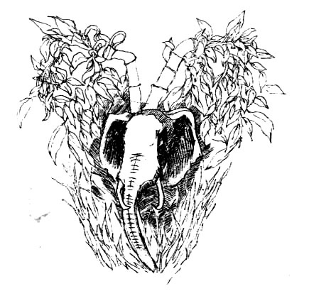 Иллюстрация к книге — Лечебный факультет, или Спасти лягушку [_23.jpg]