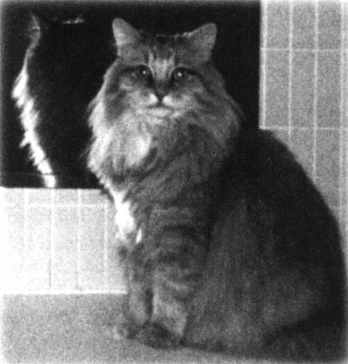 Иллюстрация к книге — Девять жизней Дьюи. Наследники кота из библиотеки, который потряс весь мир [i_003.jpg]