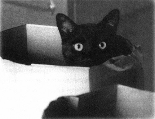 Иллюстрация к книге — Девять жизней Дьюи. Наследники кота из библиотеки, который потряс весь мир [i_006.jpg]