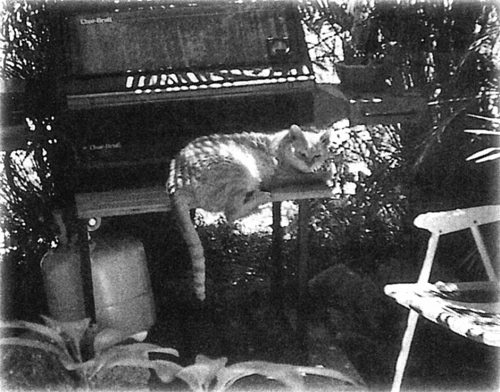 Иллюстрация к книге — Девять жизней Дьюи. Наследники кота из библиотеки, который потряс весь мир [i_009.jpg]