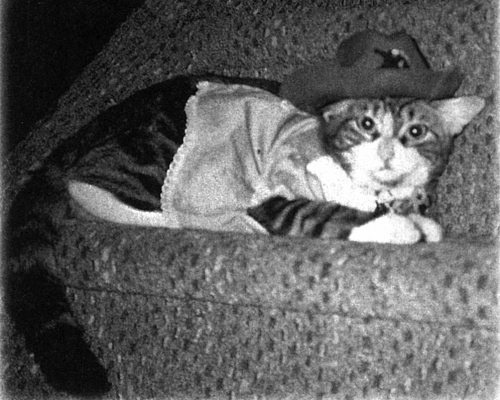 Иллюстрация к книге — Девять жизней Дьюи. Наследники кота из библиотеки, который потряс весь мир [i_011.jpg]