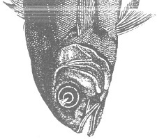 Иллюстрация к книге — Венеция - это рыба [i_002.jpg]