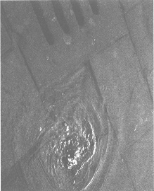 Иллюстрация к книге — Венеция - это рыба [i_012.jpg]