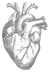 Иллюстрация к книге — Венеция - это рыба [i_014.jpg]