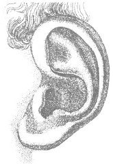 Иллюстрация к книге — Венеция - это рыба [i_026.jpg]