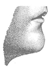 Иллюстрация к книге — Венеция - это рыба [i_029.jpg]