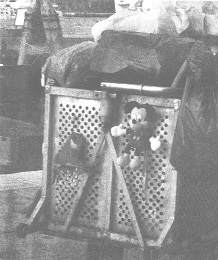 Иллюстрация к книге — Венеция - это рыба [i_039.jpg]