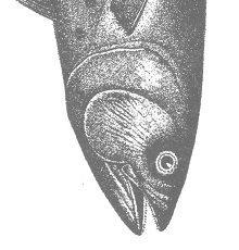 Иллюстрация к книге — Венеция - это рыба [i_051.jpg]