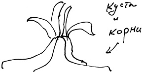 Иллюстрация к книге — Тропик лейтенанта. Пиратское рондо [i_099.jpg]