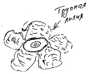 Иллюстрация к книге — Тропик лейтенанта. Пиратское рондо [i_143.jpg]