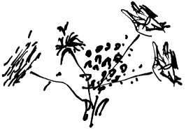 Иллюстрация к книге — Тропик лейтенанта. Пиратское рондо [i_182.jpg]