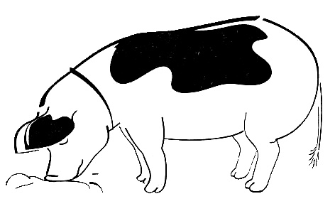 Иллюстрация к книге — Франция. Путешествие с вилкой и штопором [i_003.jpg]