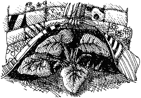 Иллюстрация к книге — Семейка монстров [_053.jpg]