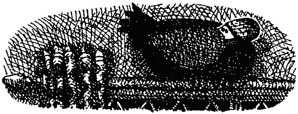 Иллюстрация к книге — Семейка монстров [_164.jpg]