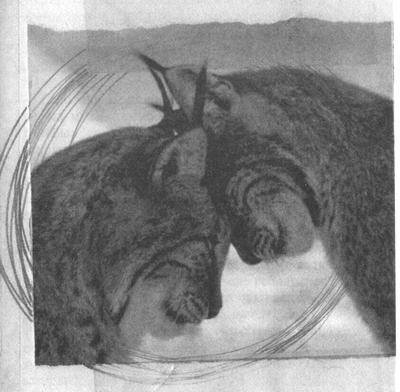 Иллюстрация к книге — Квантовая теория любви [_000591.jpg]