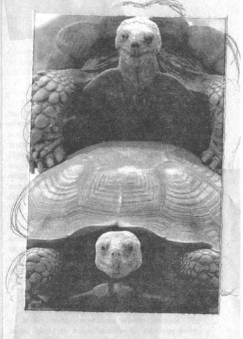 Иллюстрация к книге — Квантовая теория любви [_001901.jpg]