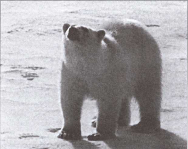 Иллюстрация к книге — Скандинавия глазами разведчика [i_028.jpg]