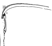 Иллюстрация к книге — Весь мир - чулан [i_041.jpg]