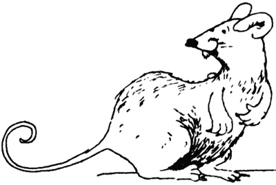 Иллюстрация к книге — Весь мир - чулан [i_074.jpg]