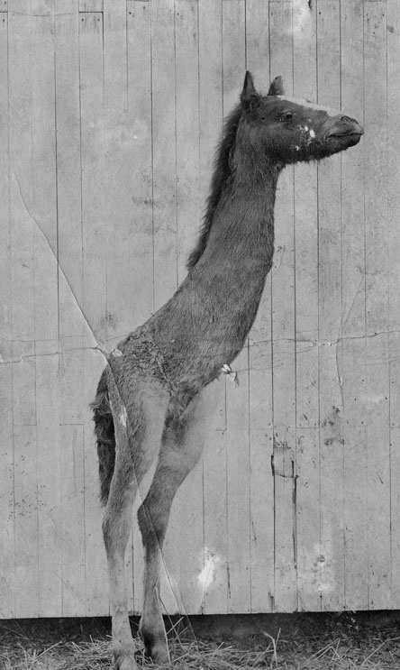 Иллюстрация к книге — Город Пустых. Побег из дома странных детей [i_023.jpg]