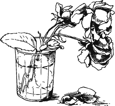 Иллюстрация к книге — Большая книга женской мудрости [_154.jpg]