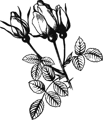 Иллюстрация к книге — Большая книга женской мудрости [_253.jpg]