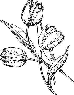 Иллюстрация к книге — Большая книга женской мудрости [_258.jpg]