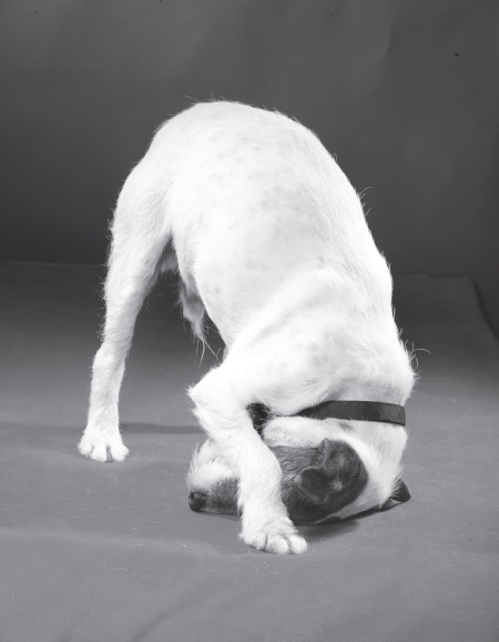 Иллюстрация к книге — Угги. Моя жизнь [Autogen_eBook_id46.jpg]