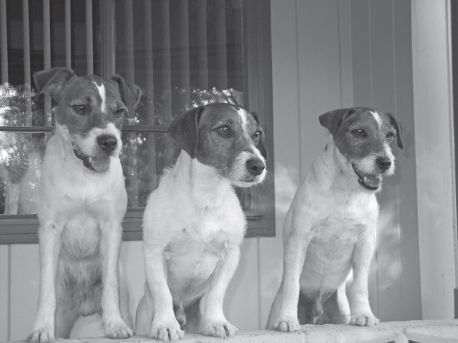 Иллюстрация к книге — Угги. Моя жизнь [Autogen_eBook_id54.jpg]